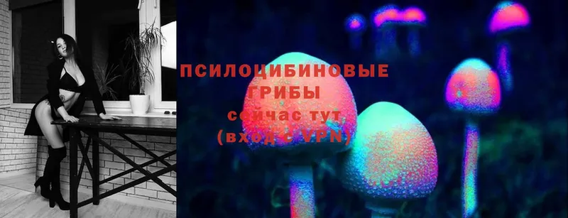 Галлюциногенные грибы Psilocybine cubensis  Кимры 